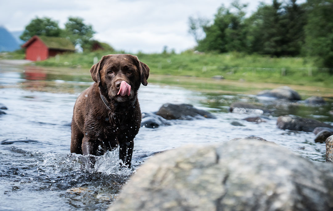 Dogs eating cod and salmon in the water