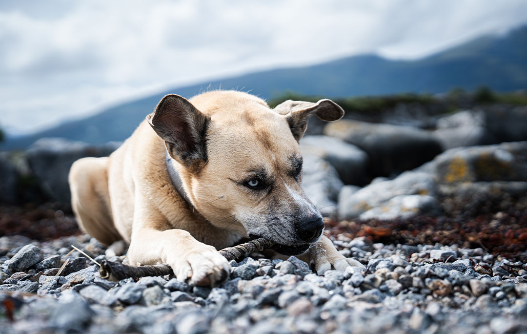 Dogs eating cod and salmon dog treat