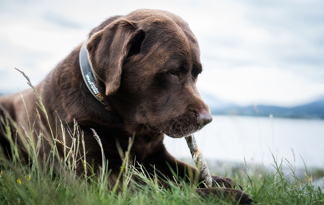 Dog eating cod treat by the ocean