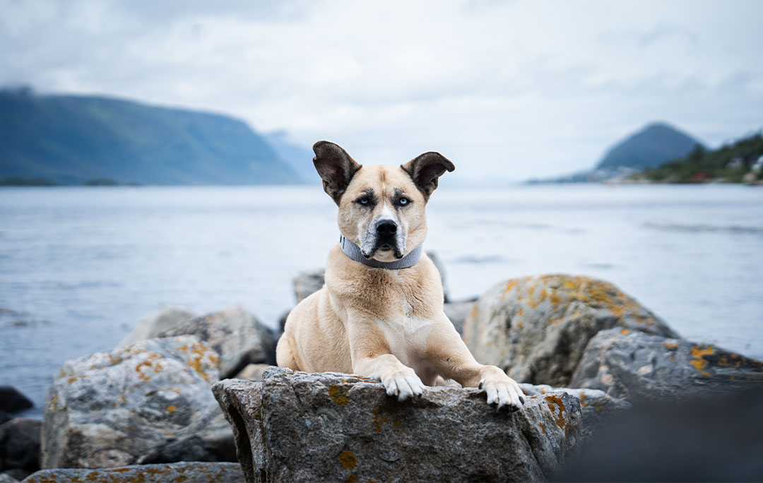 Dog eating cod and salmon treats by the norwegian sea